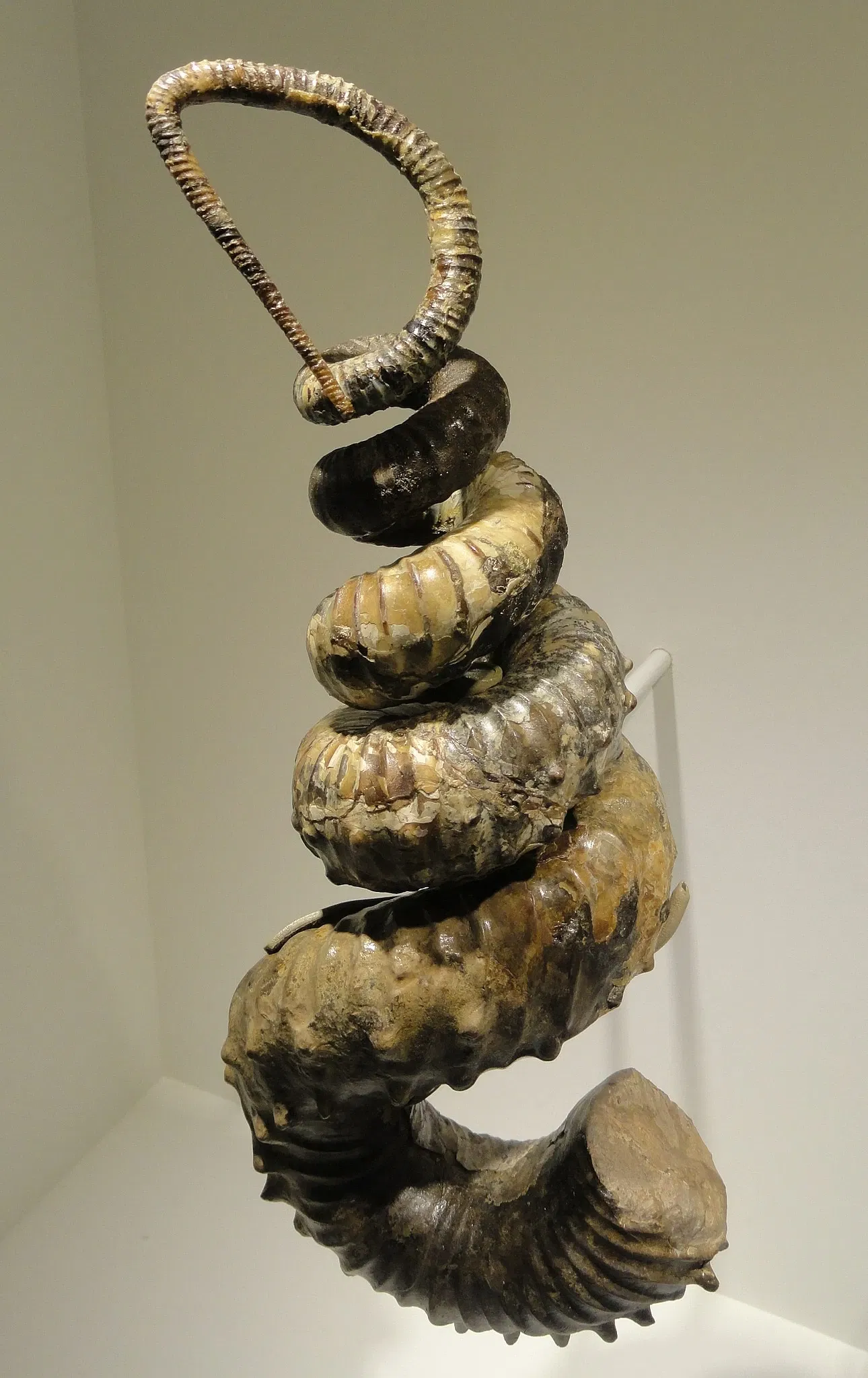 Houston Museum of Natural Science