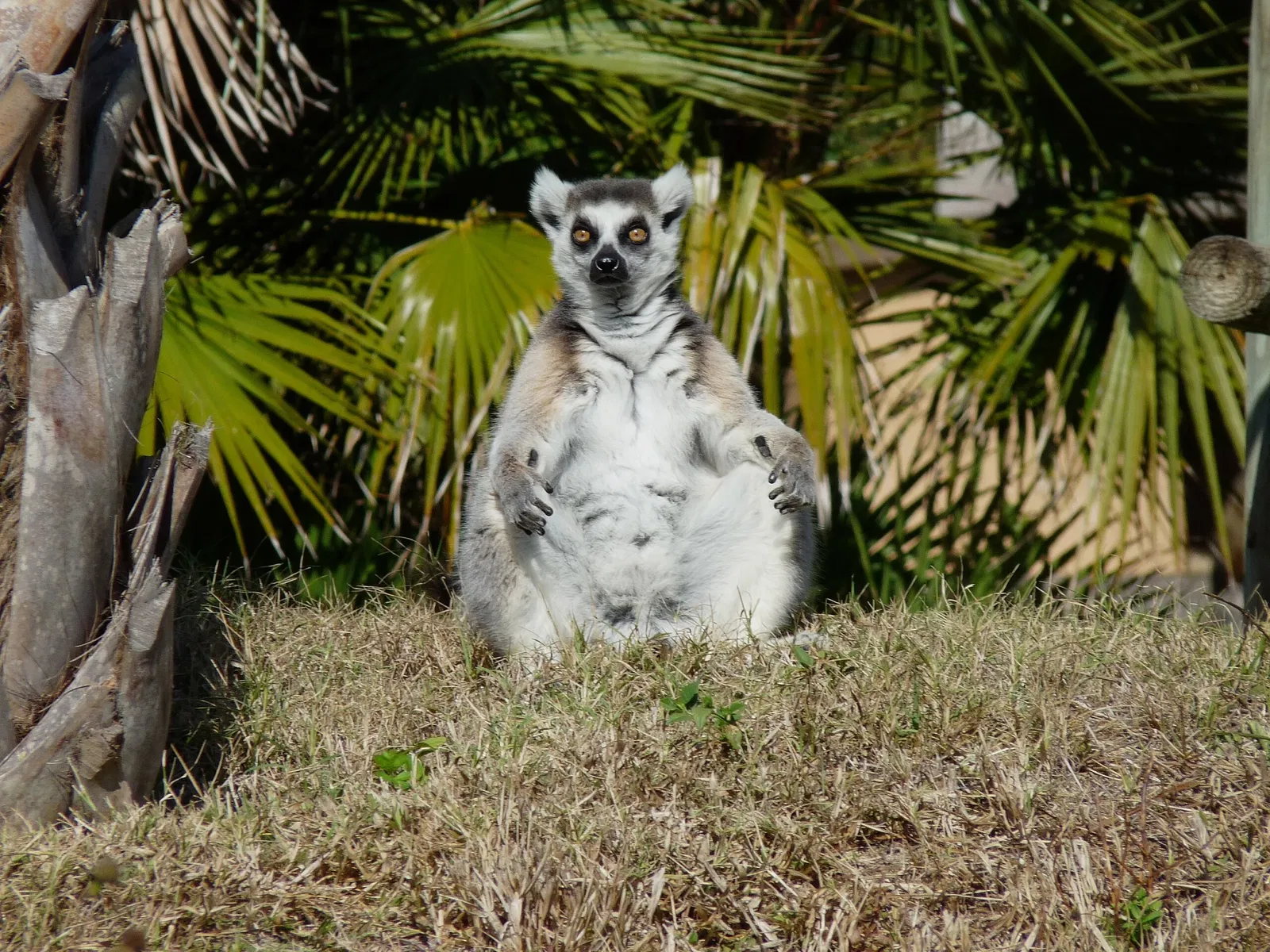 Naples Zoo At Caribbean Gardens