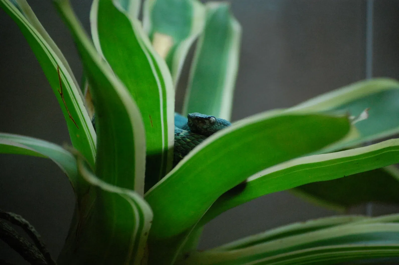 Naples Zoo At Caribbean Gardens