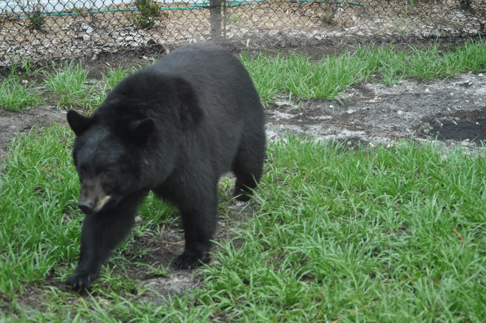 Naples Zoo At Caribbean Gardens