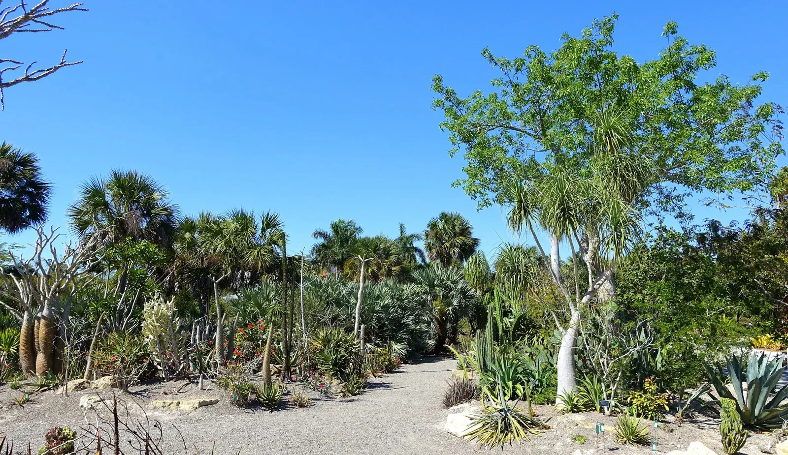 Jardín botánico de Naples