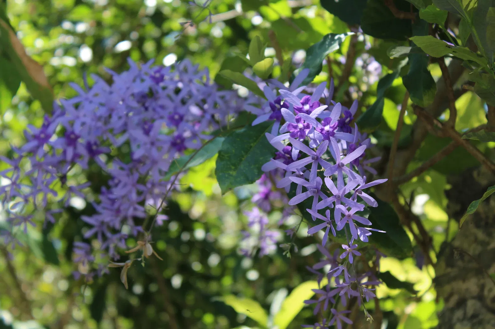Jardín botánico de Naples