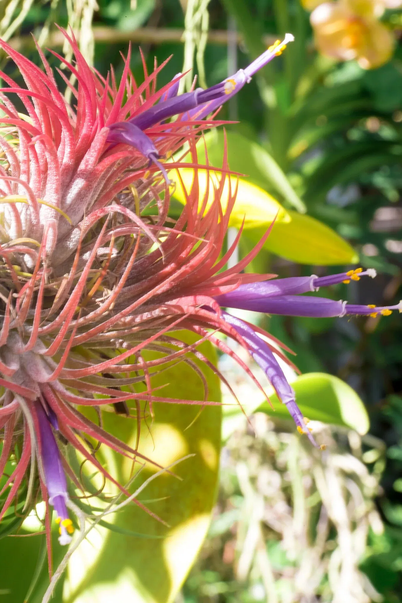 Jardín botánico de Naples