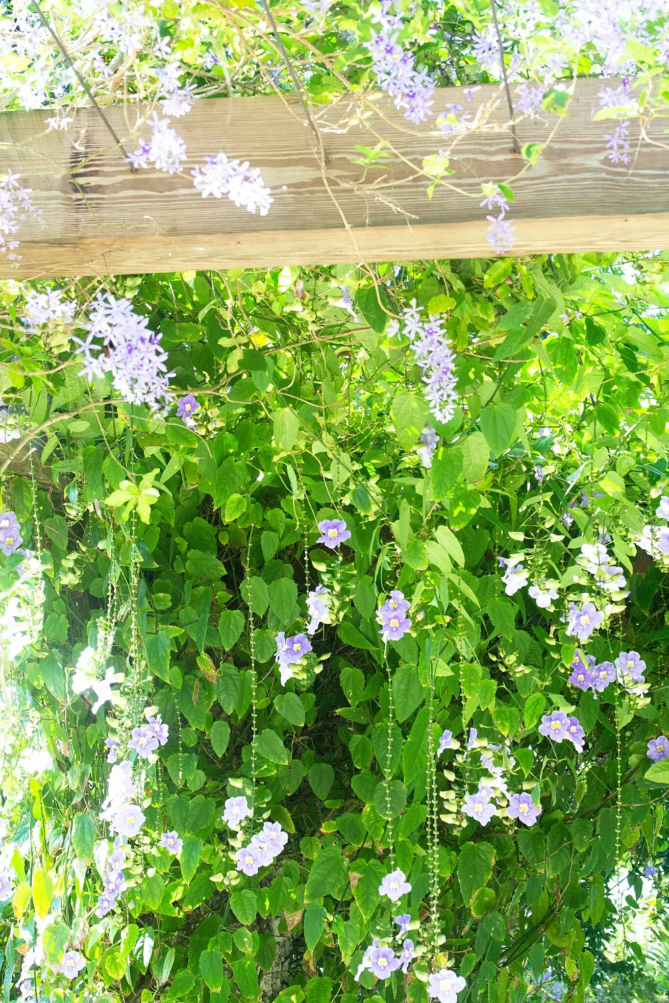 Jardín botánico de Naples