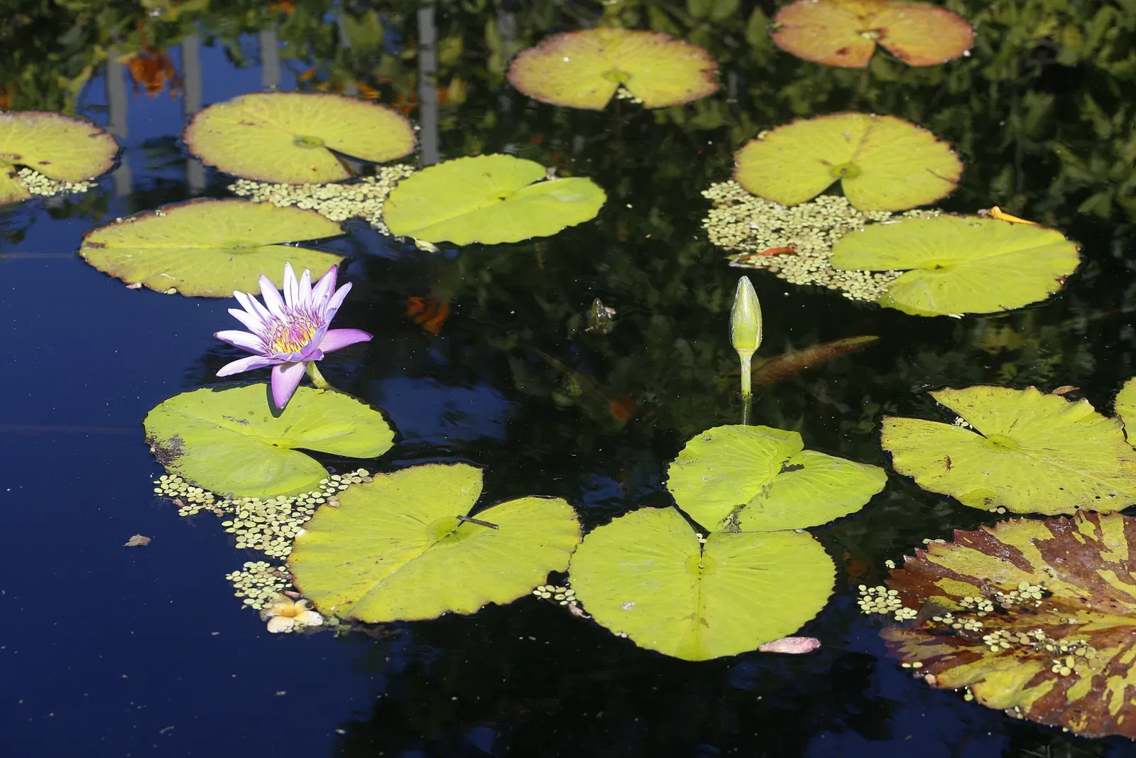Naples Botanical Garden