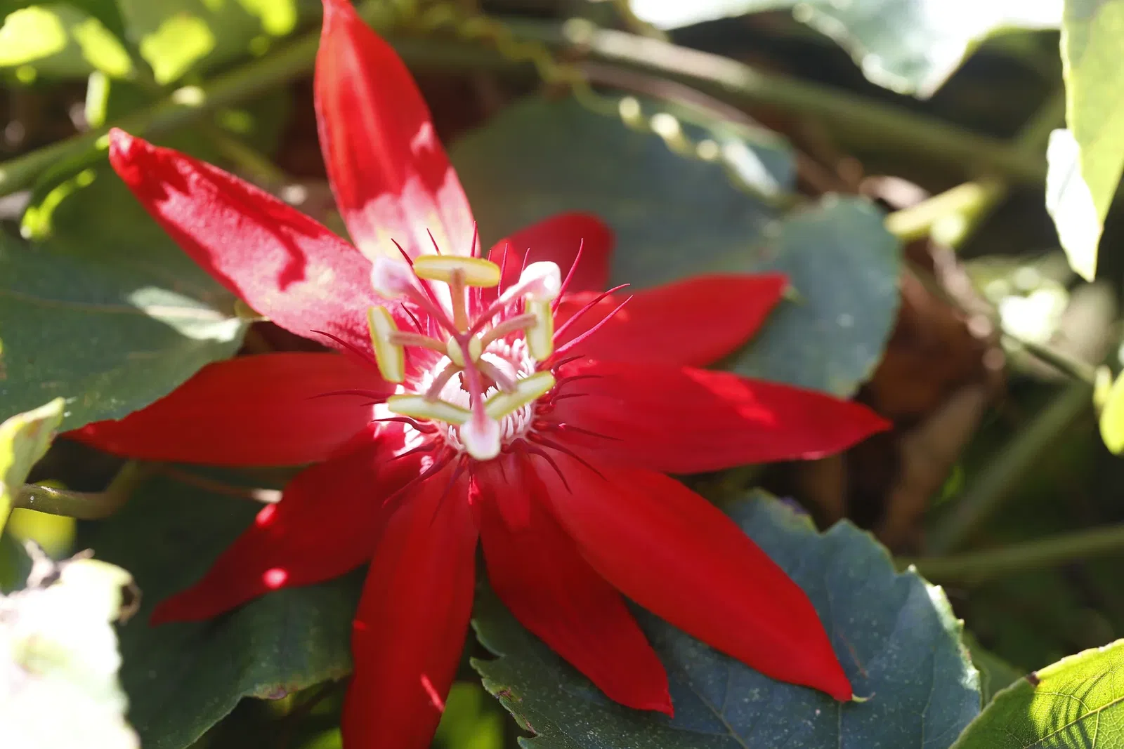 Naples Botanical Garden