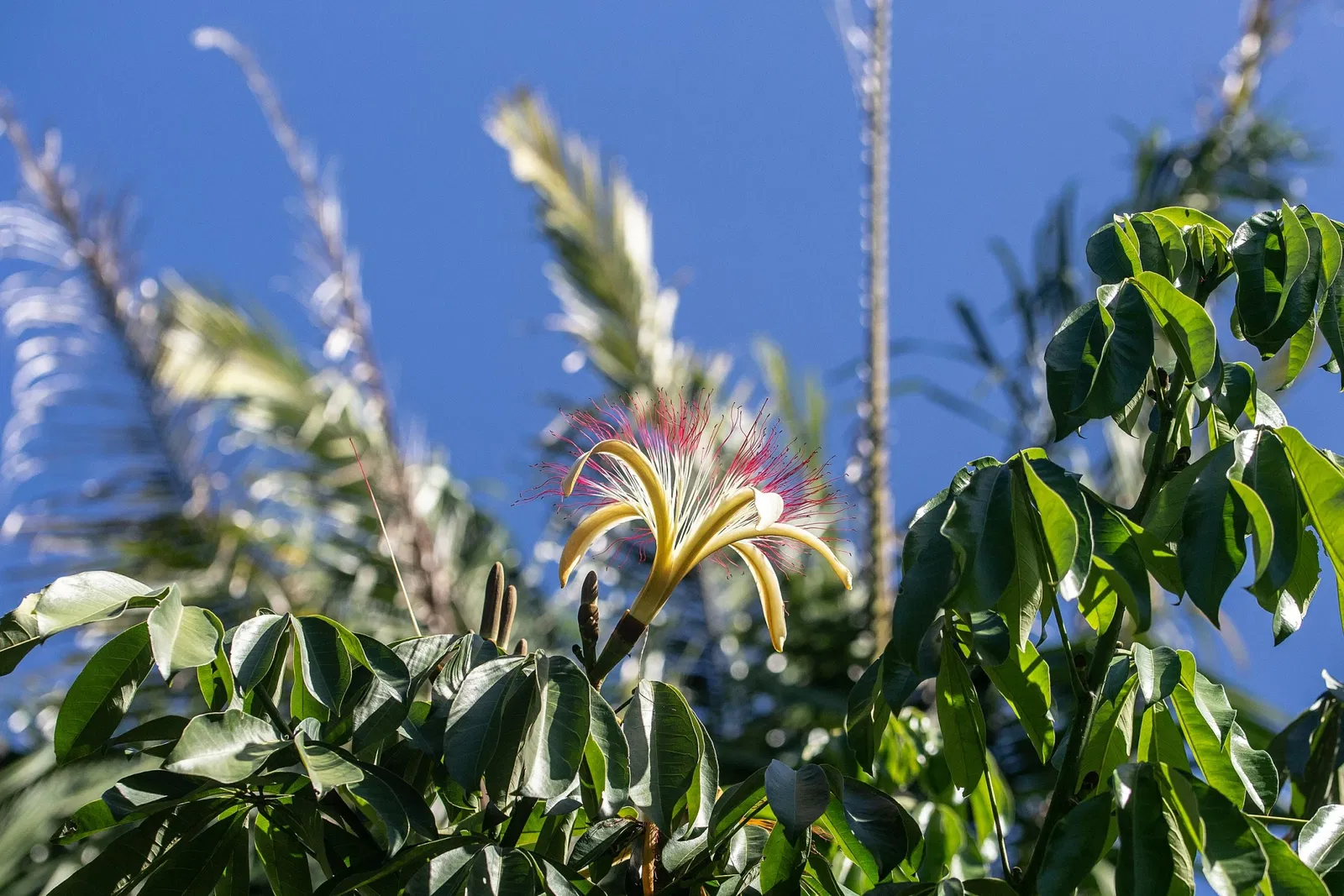 Jardín botánico de Naples