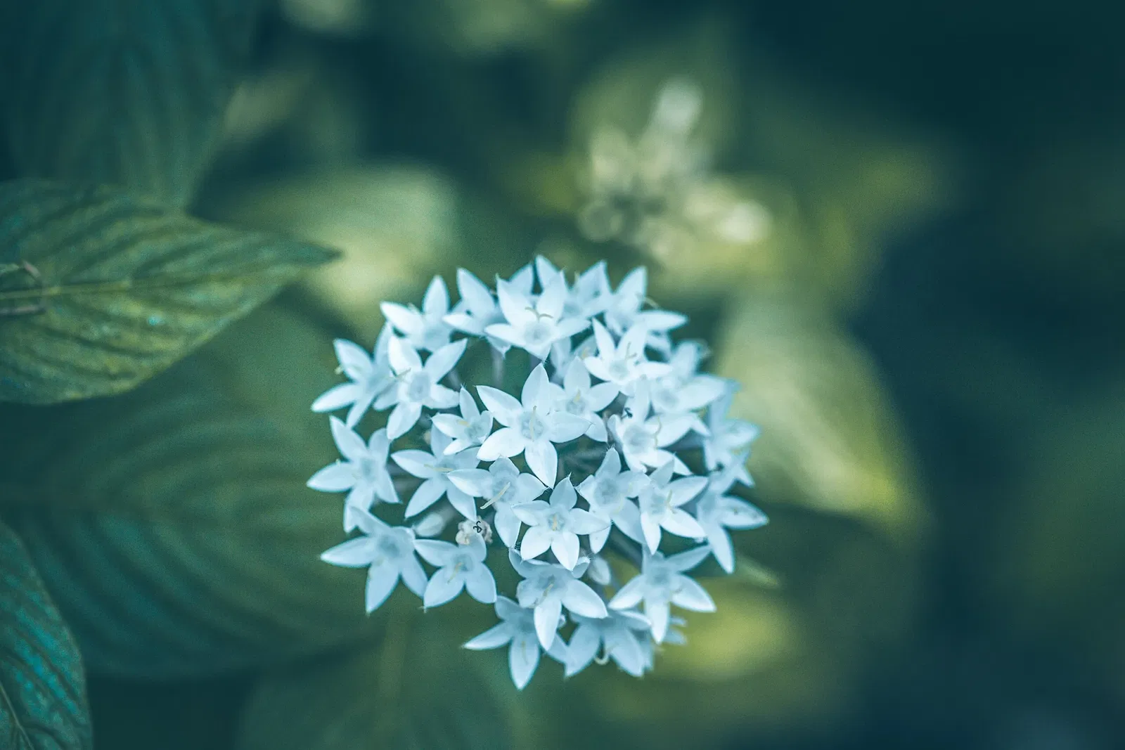 Naples Botanical Garden