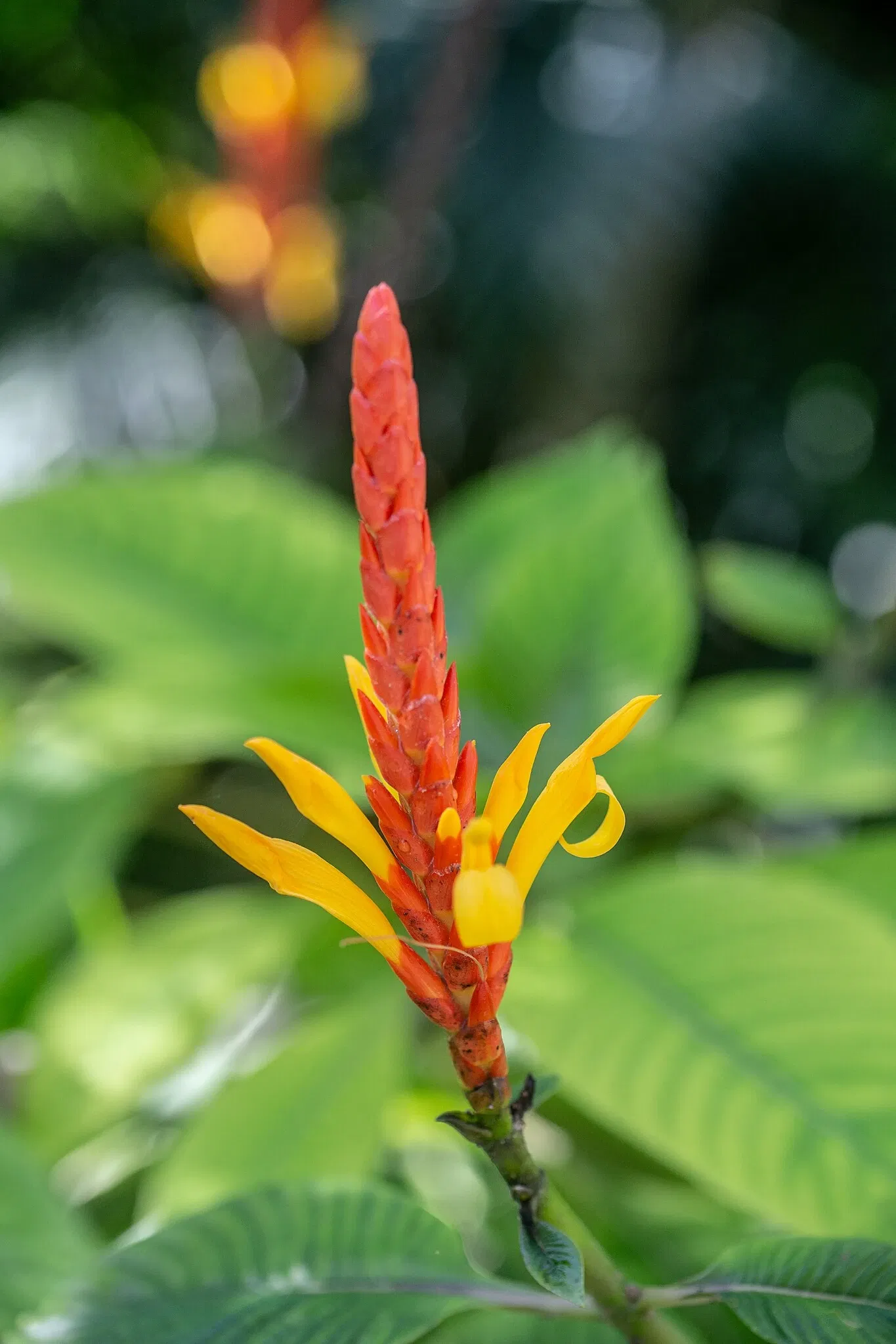 Jardín botánico de Naples