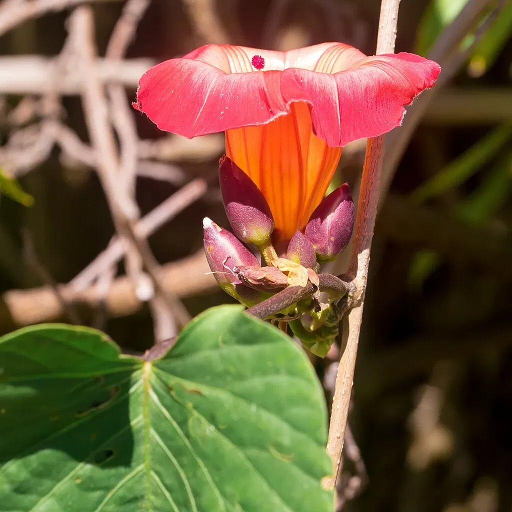 Jardín botánico de Naples
