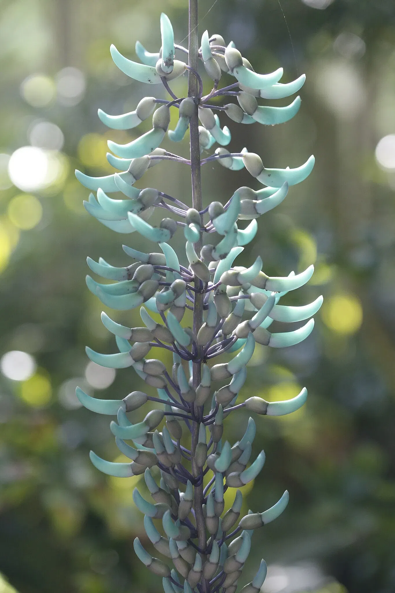 Jardín botánico de Naples