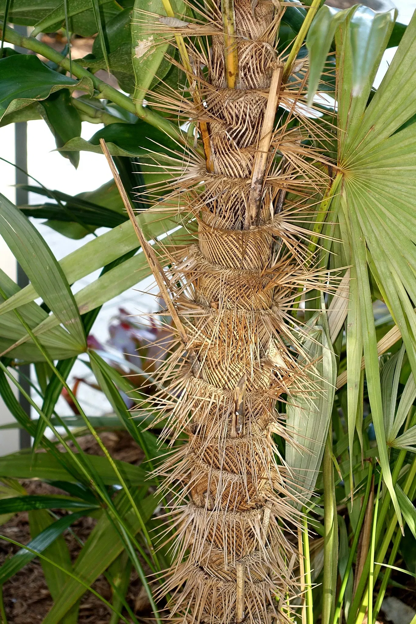Jardín botánico de Naples