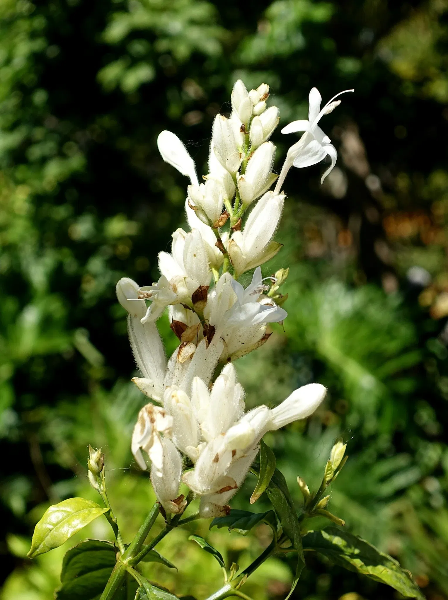 Jardín botánico de Naples