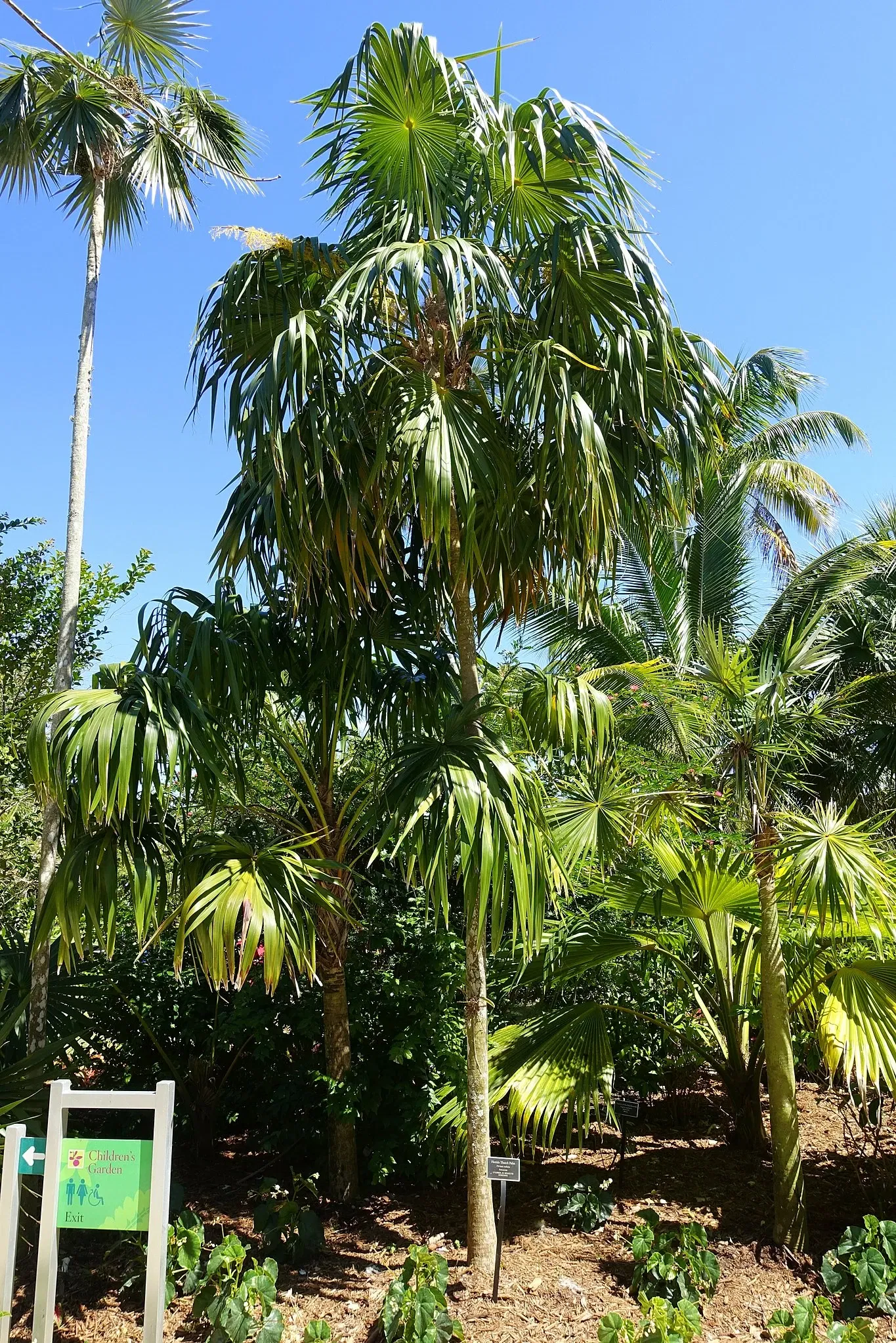 Jardín botánico de Naples