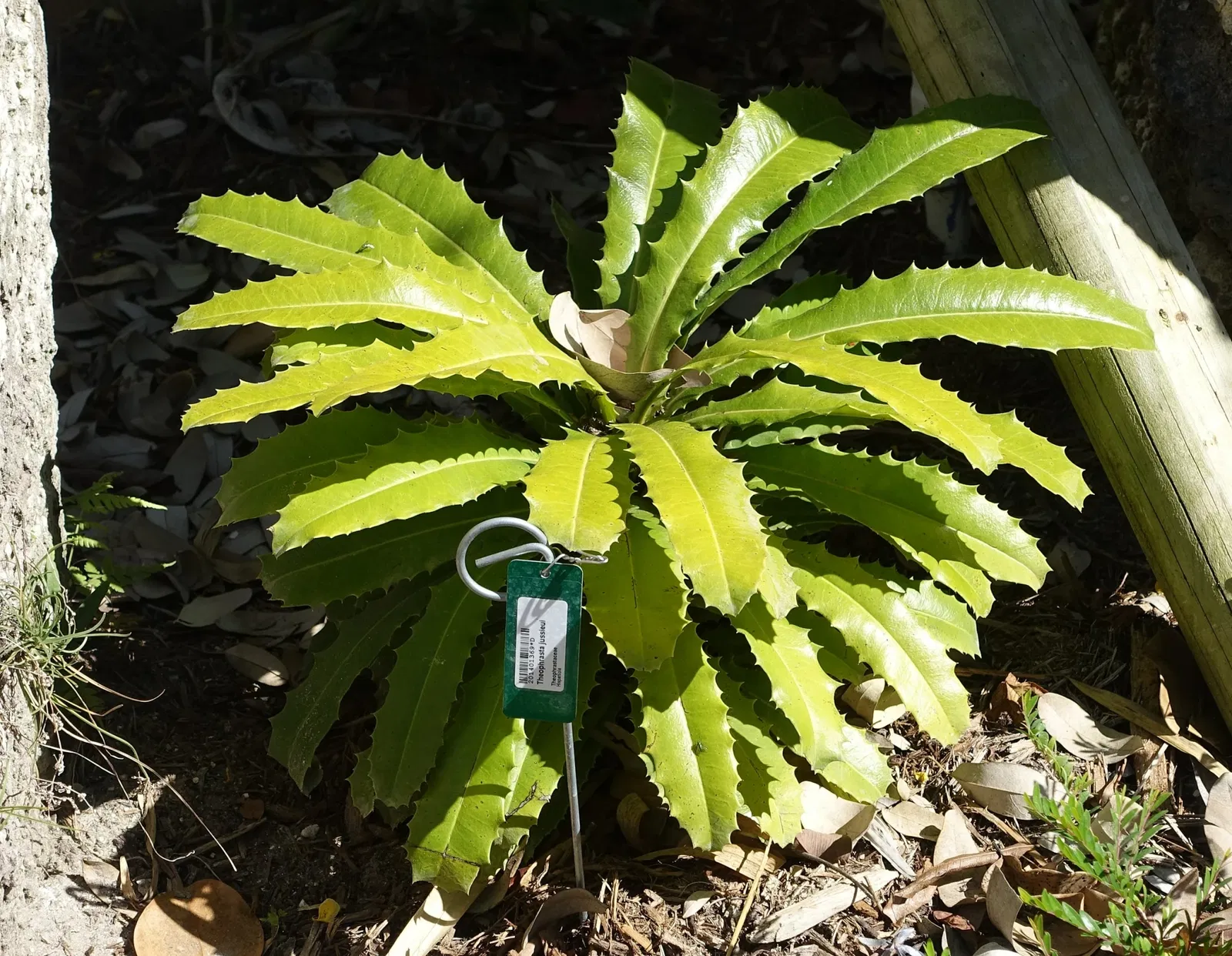 Naples Botanical Garden