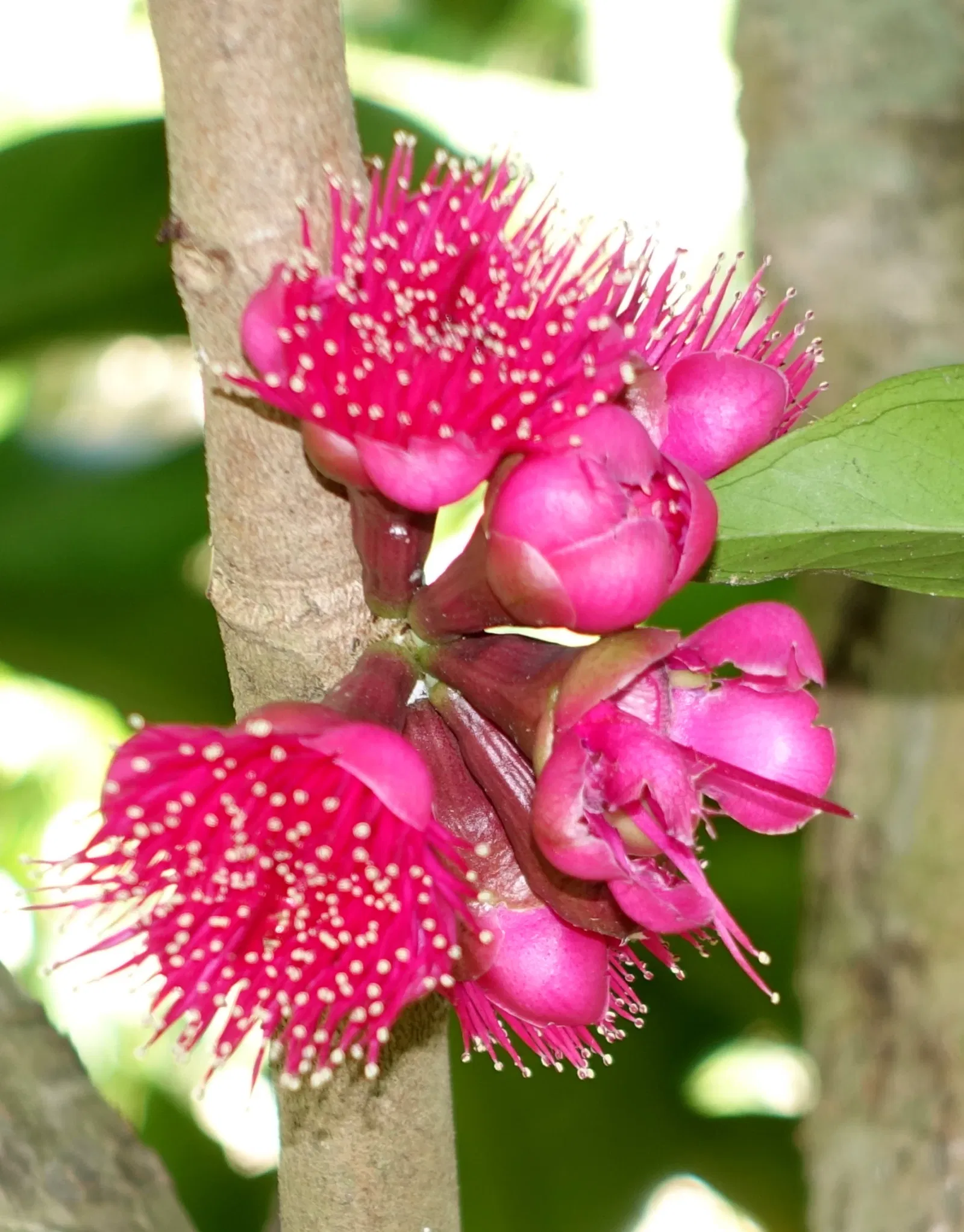 Jardín botánico de Naples