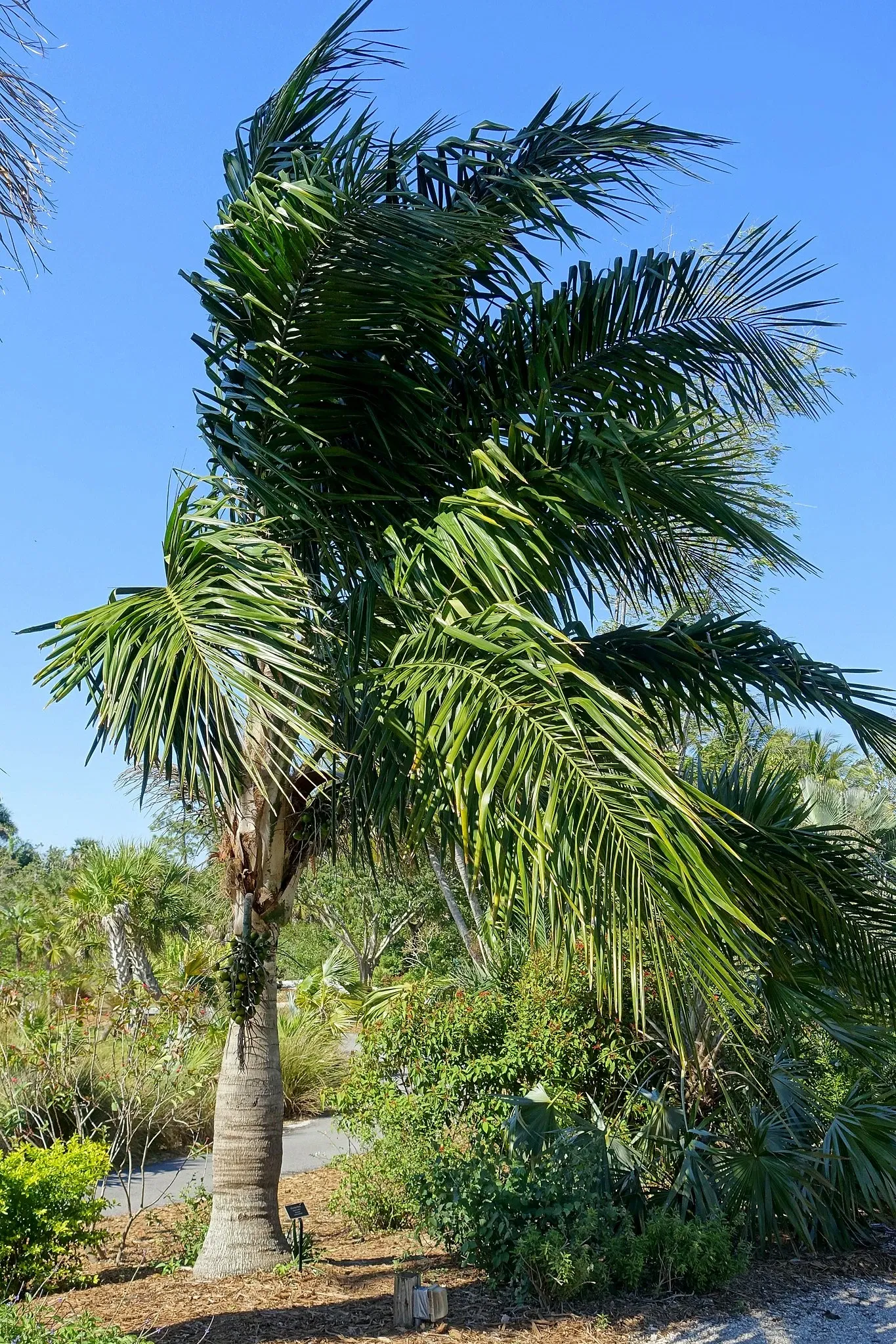 Naples Botanical Garden