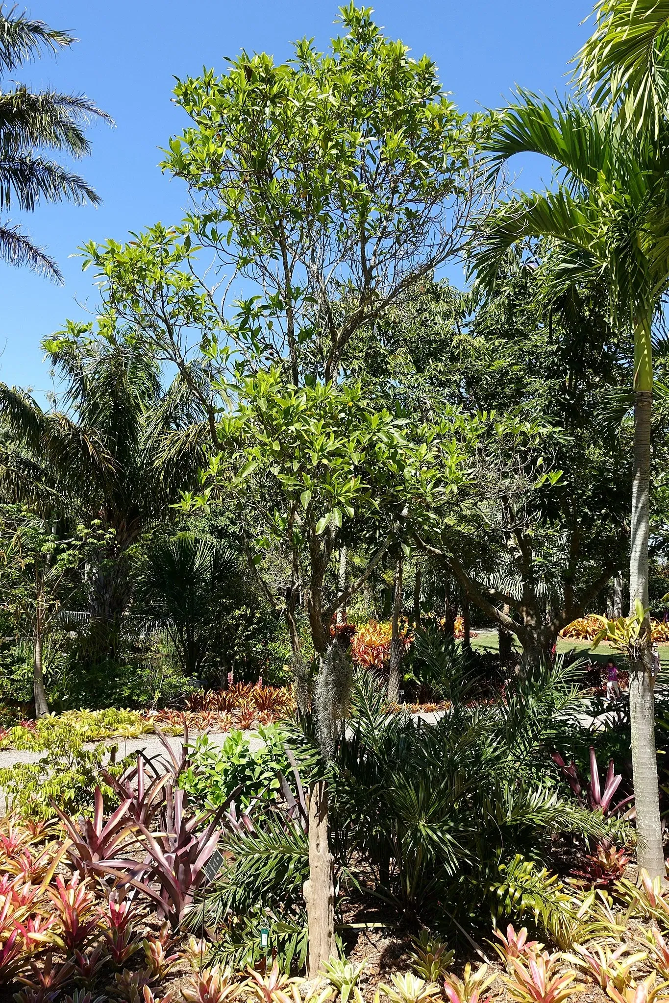 Jardín botánico de Naples