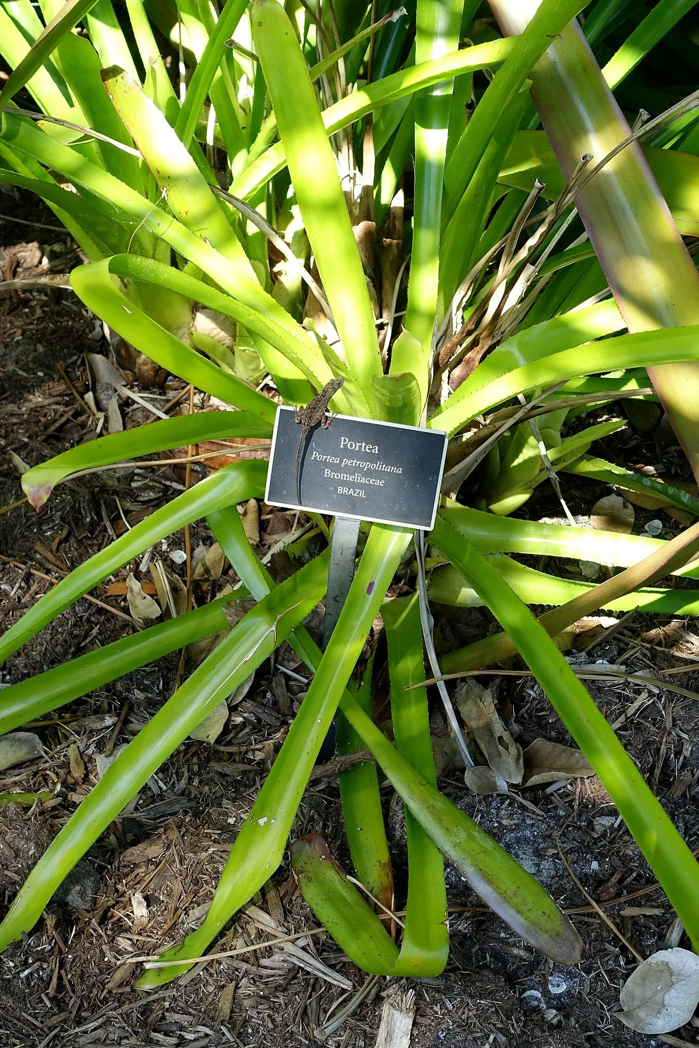 Jardín botánico de Naples