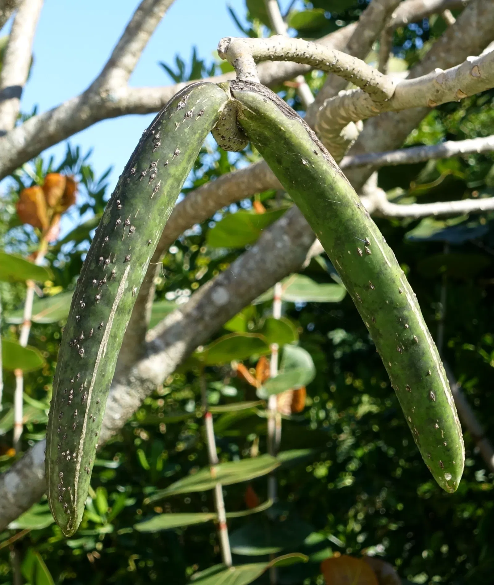 Jardín botánico de Naples