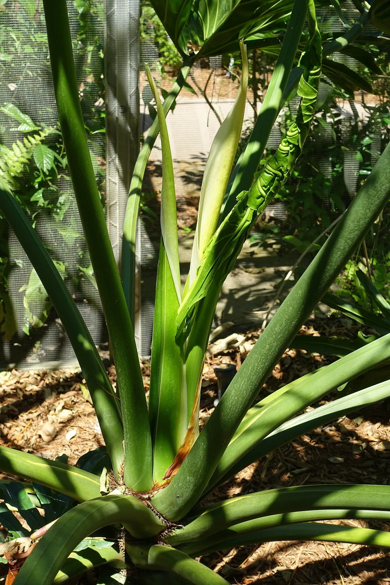 Naples Botanical Garden