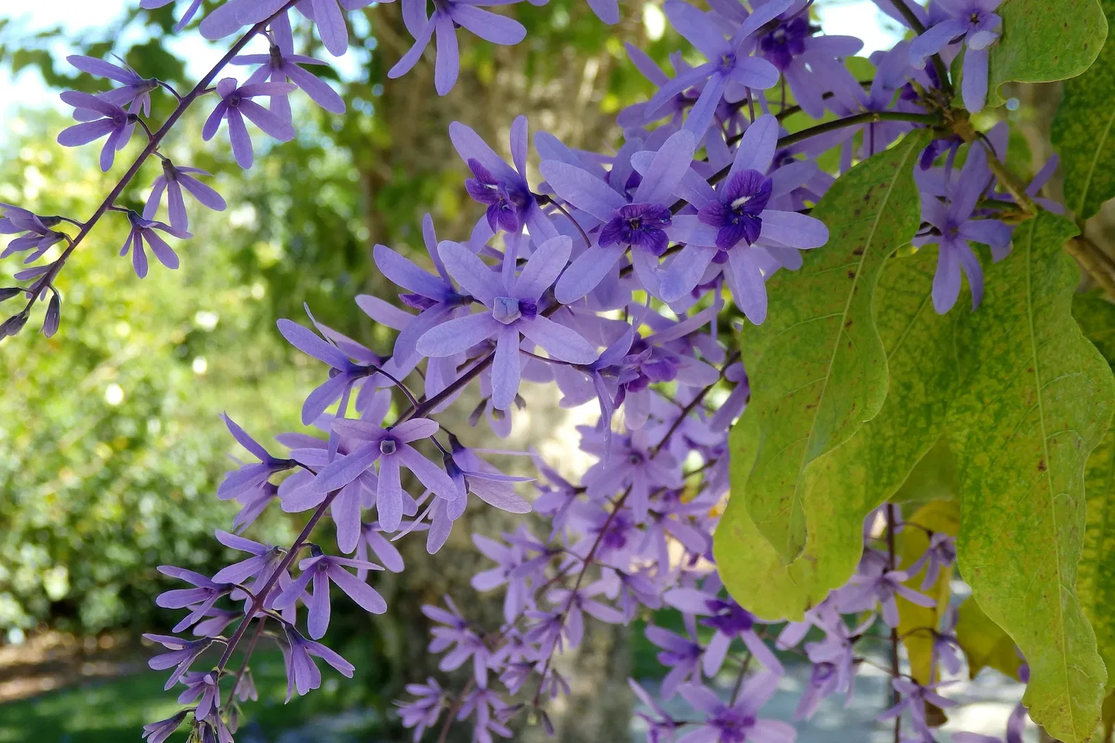 Jardín botánico de Naples