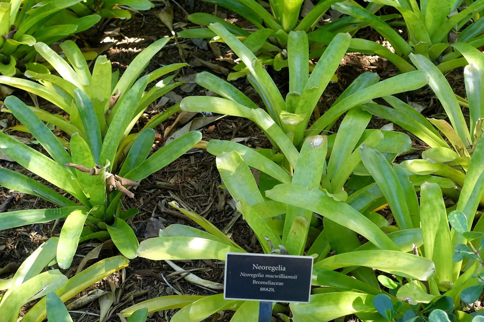 Naples Botanical Garden