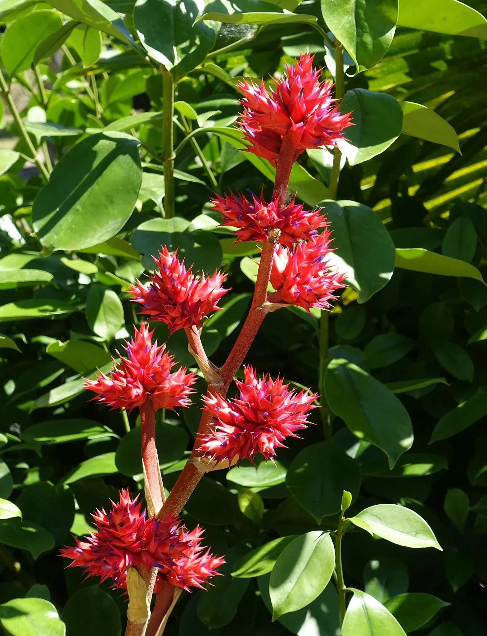 Jardín botánico de Naples