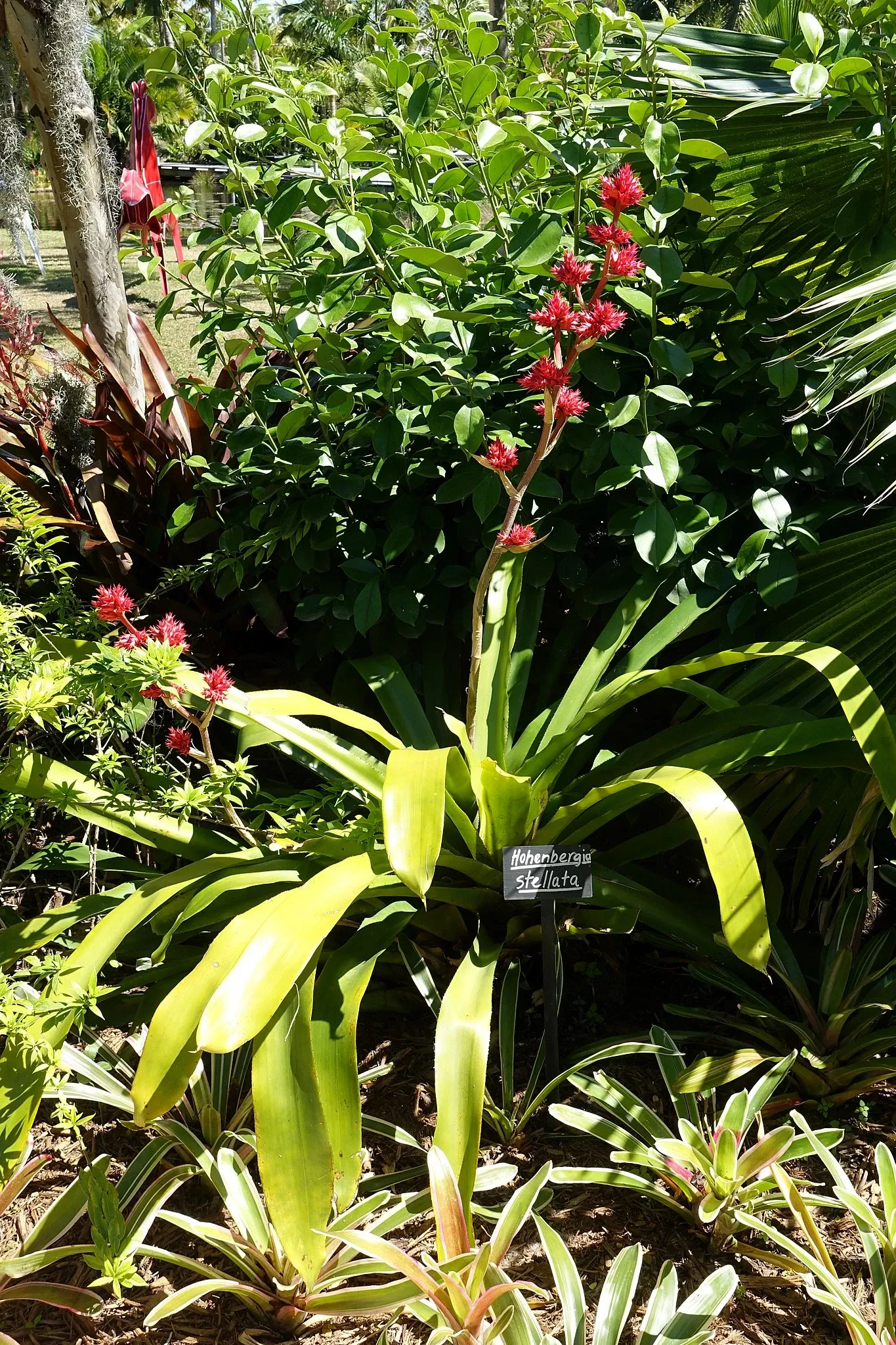 Naples Botanical Garden