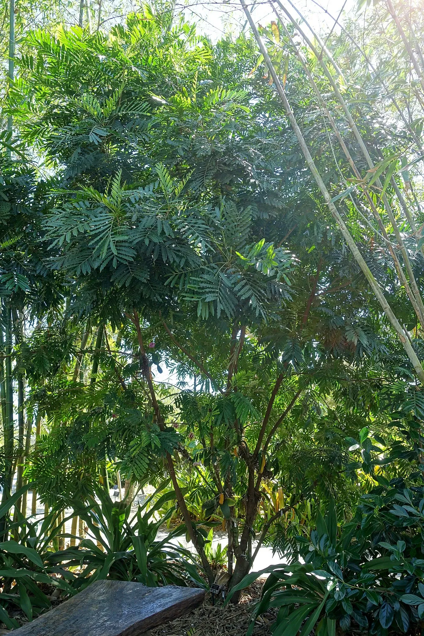 Naples Botanical Garden