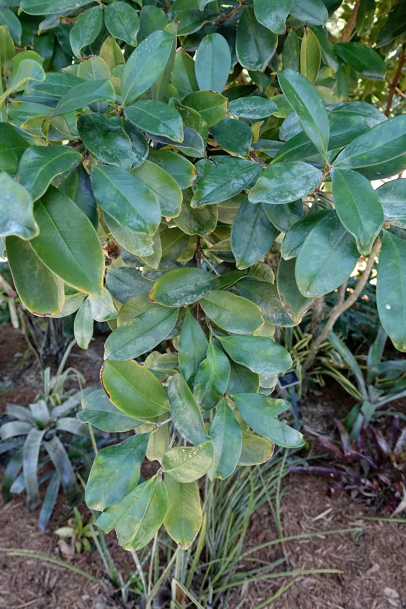 Naples Botanical Garden