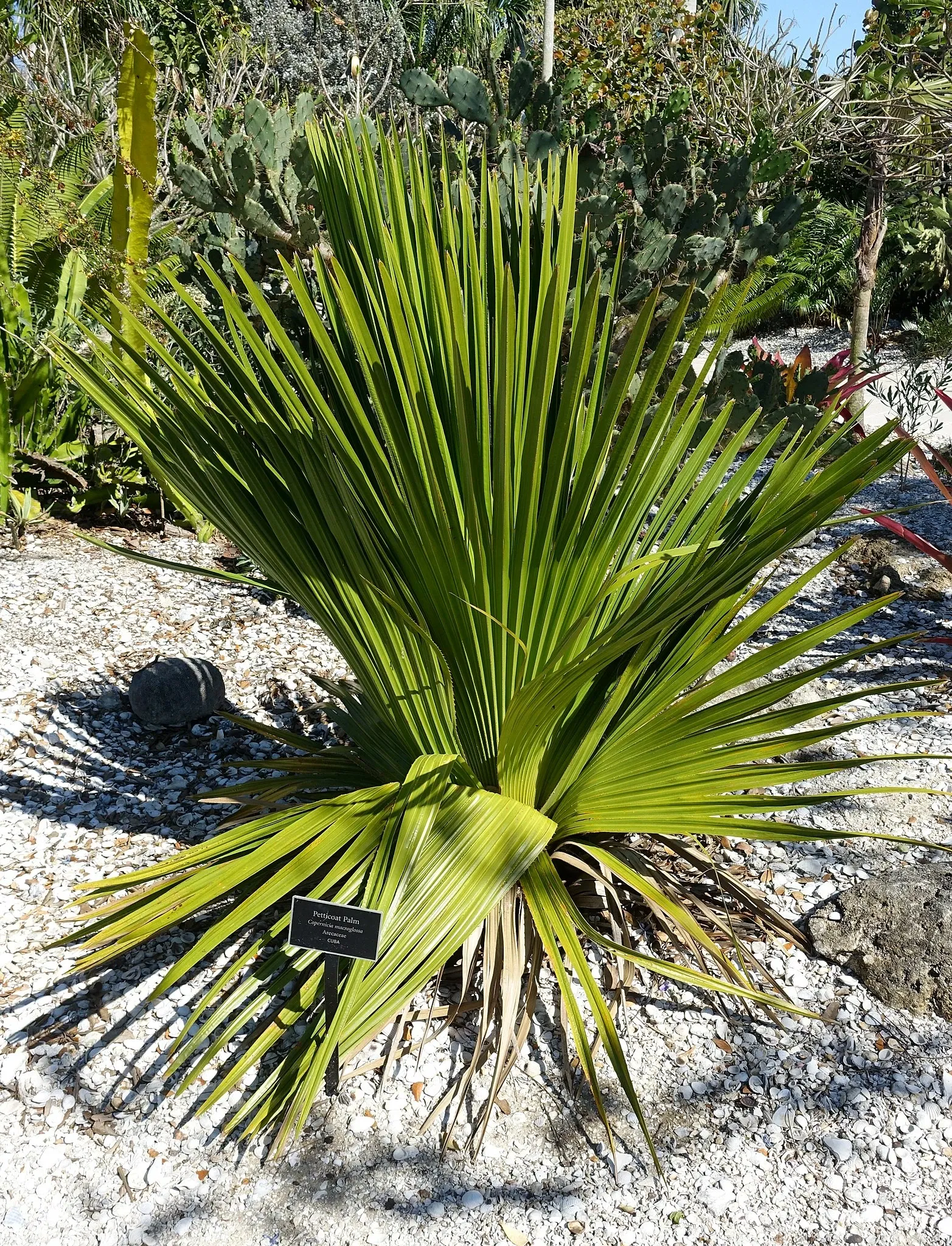 Naples Botanical Garden