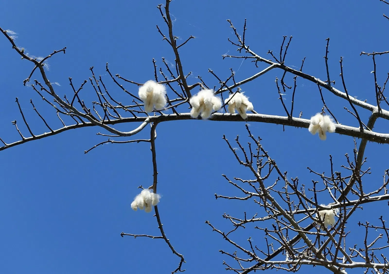 Jardín botánico de Naples