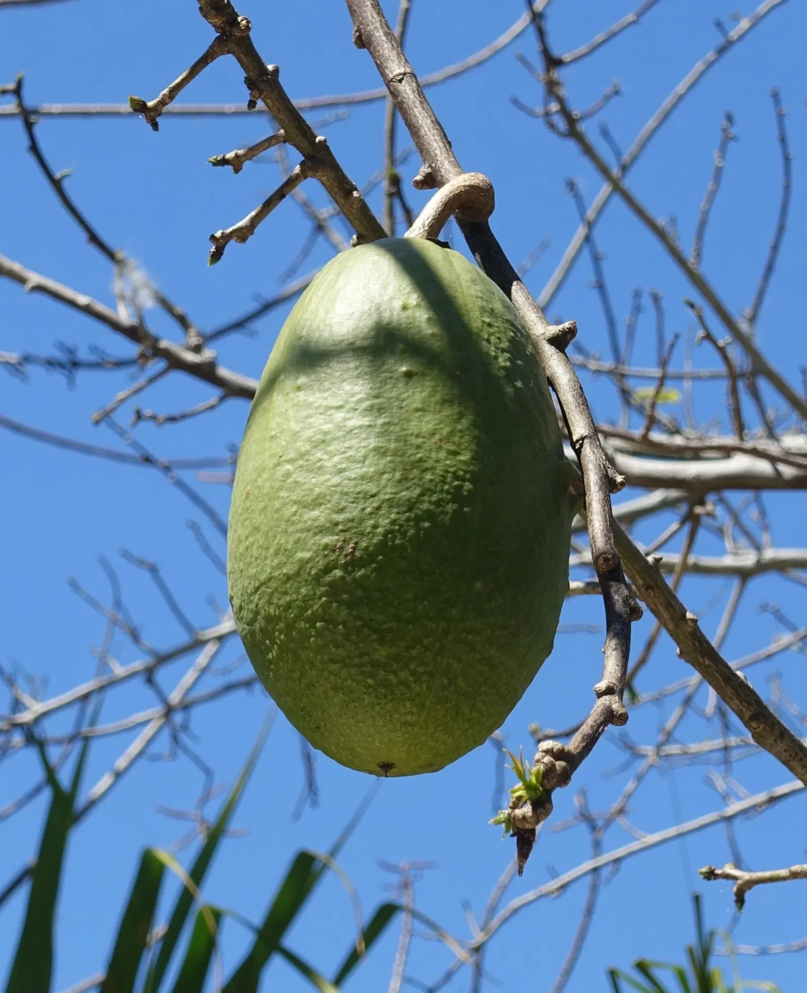 Naples Botanical Garden