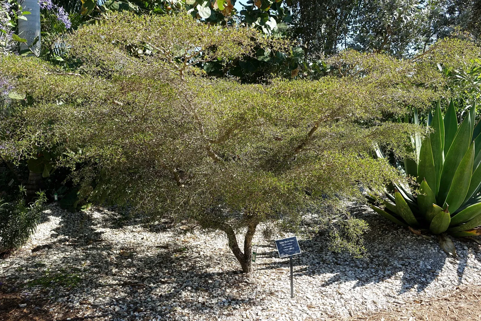 Jardín botánico de Naples