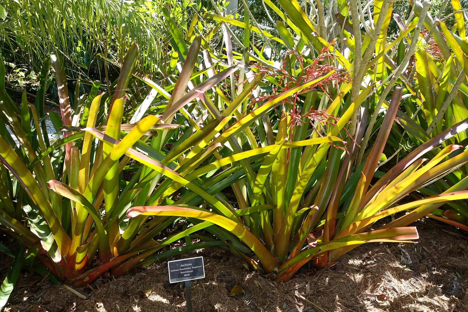 Jardín botánico de Naples