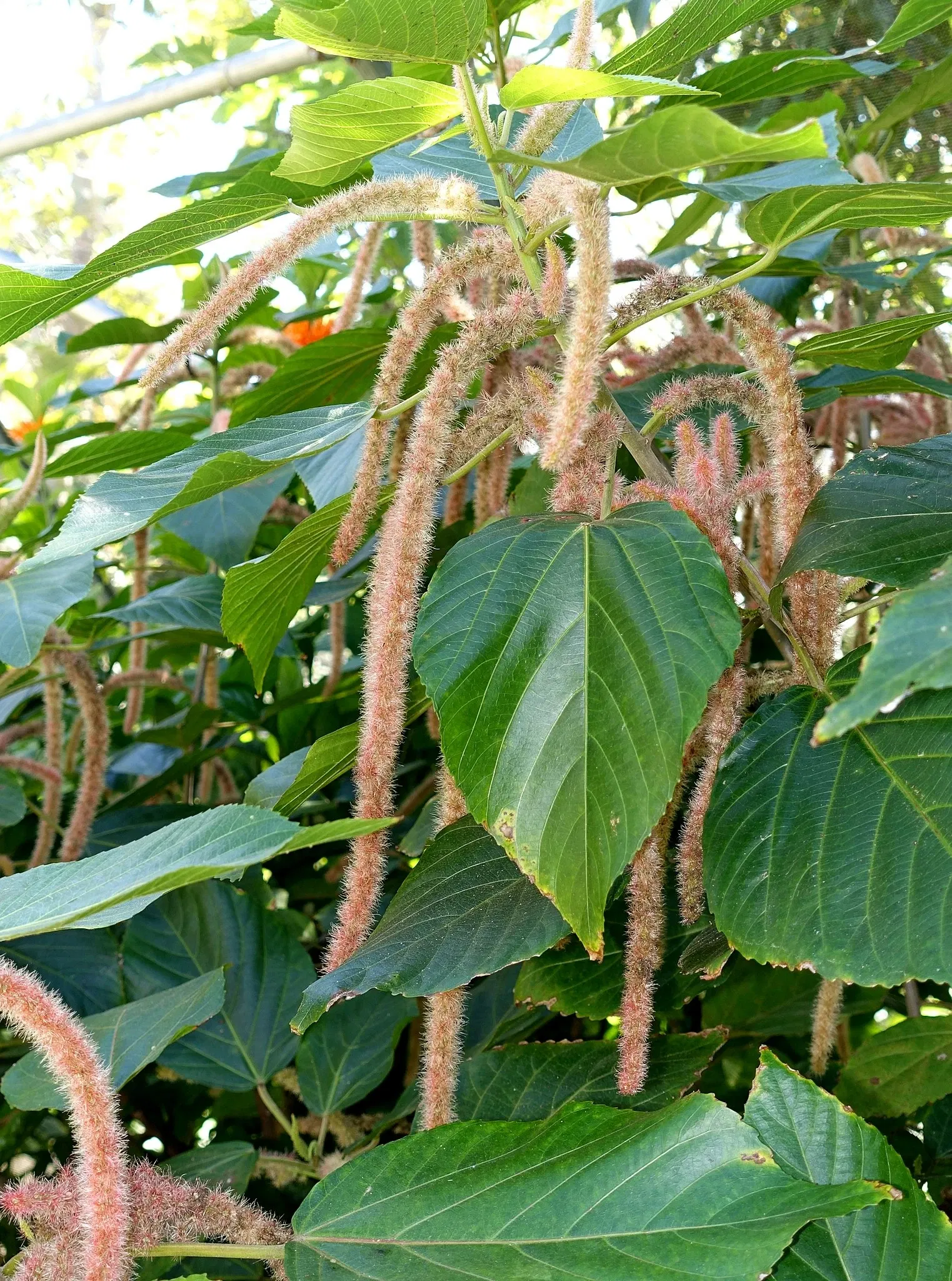 Naples Botanical Garden
