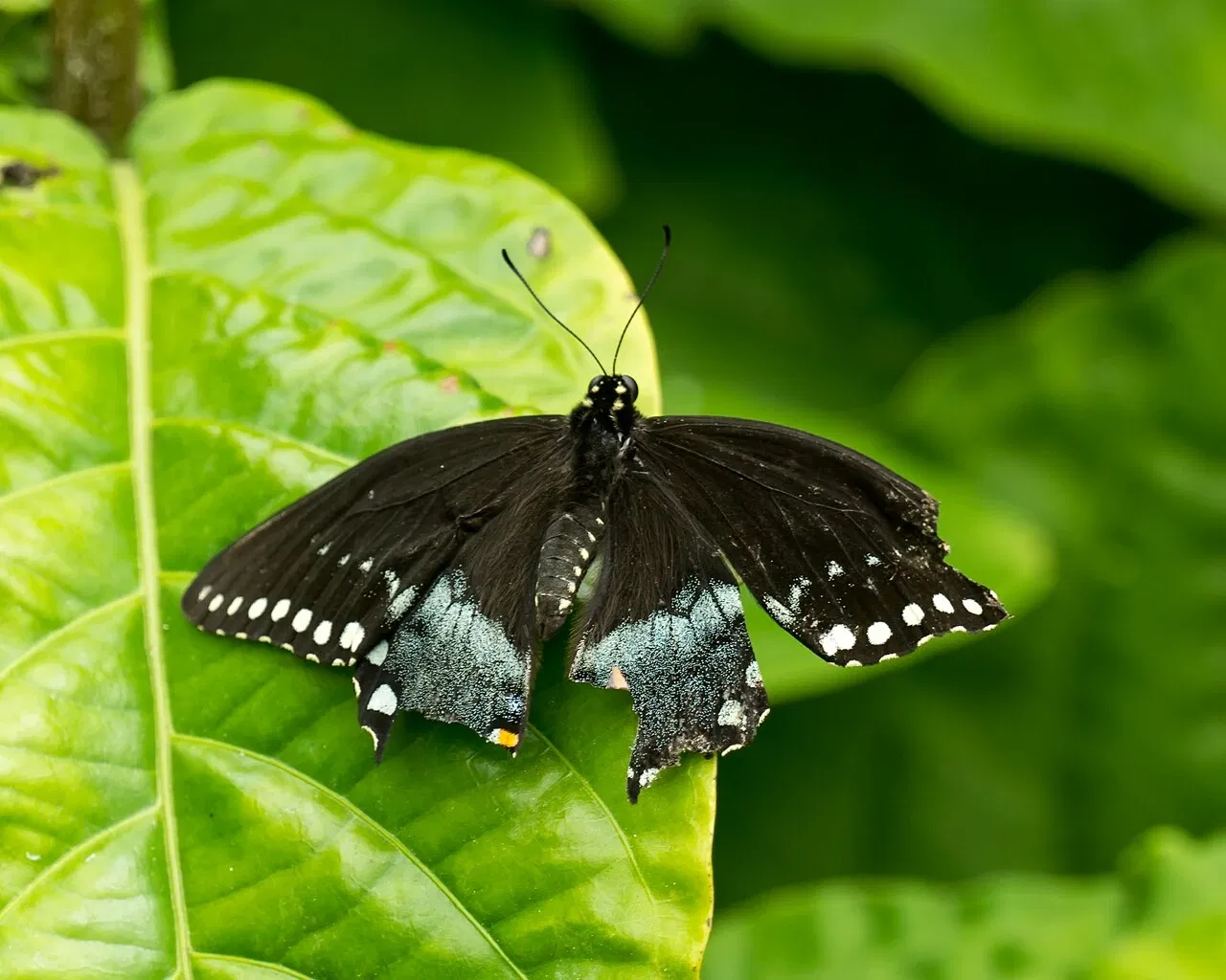 Naples Botanical Garden