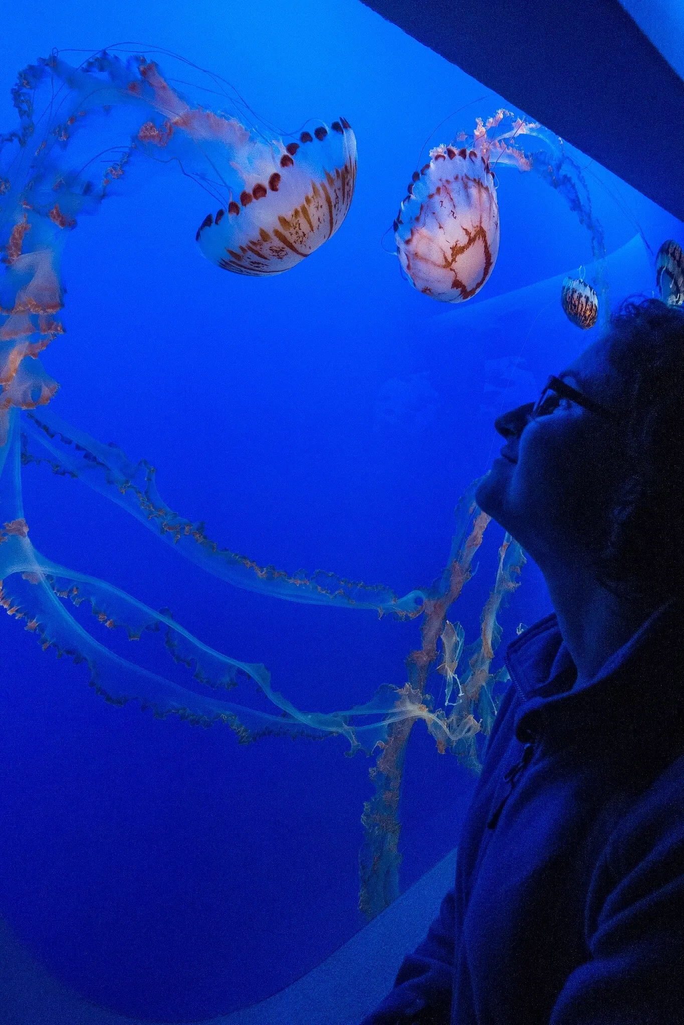 Acuario de la bahía de Monterey