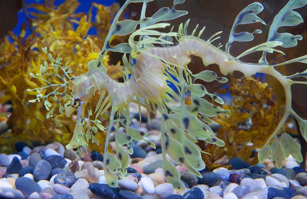 Acuario de la bahía de Monterey