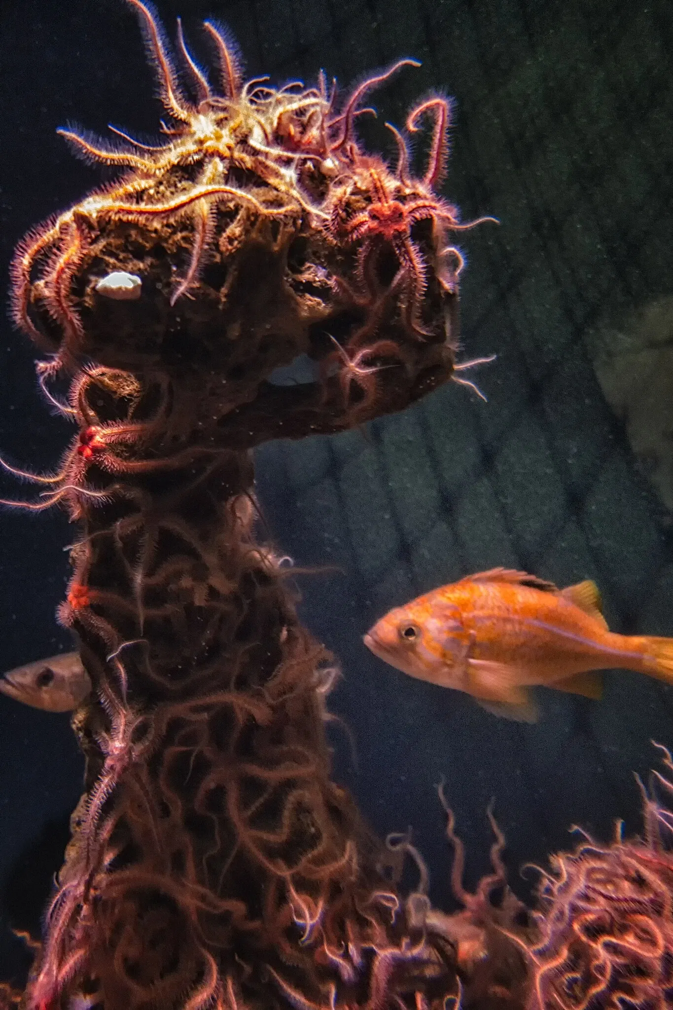 Acuario de la bahía de Monterey