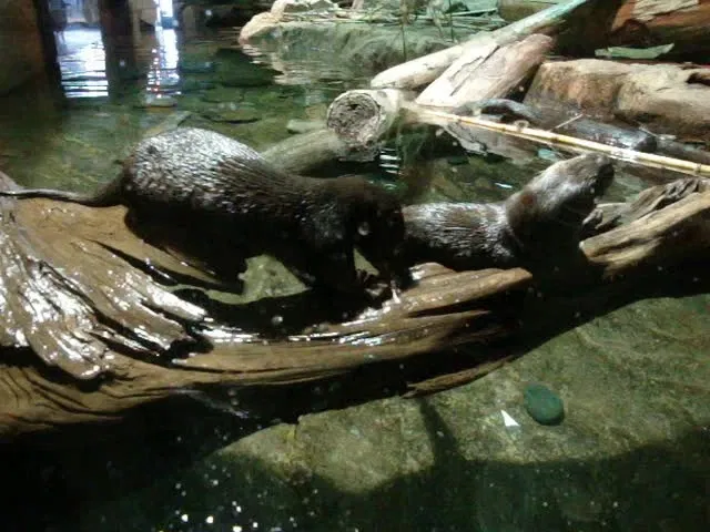 Acuario de la bahía de Monterey