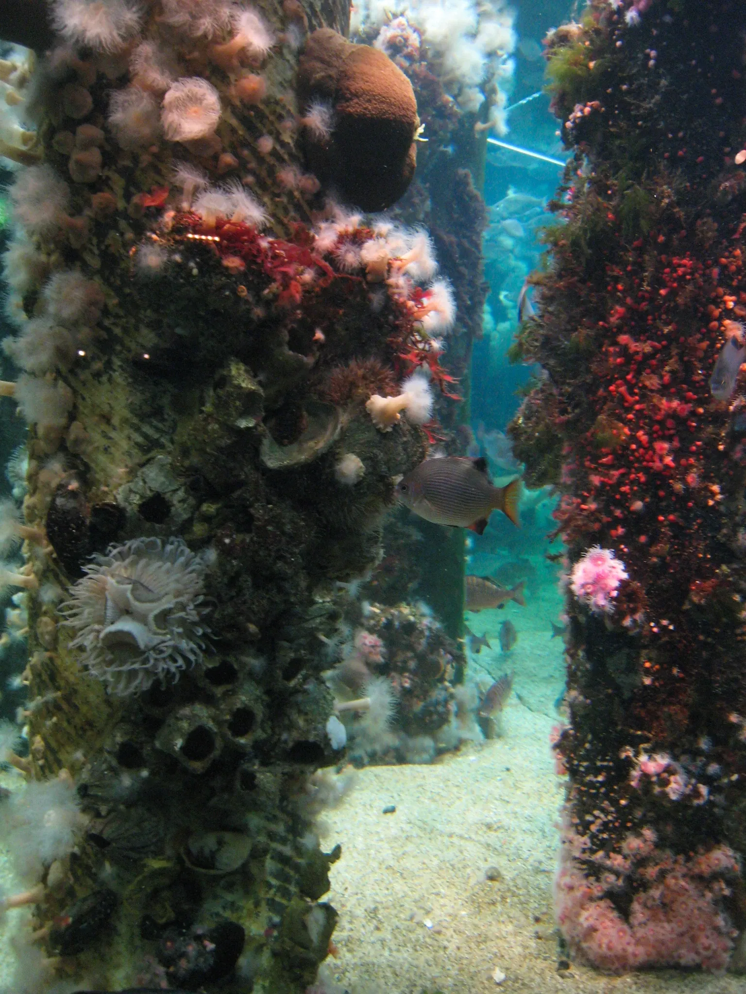 Acuario de la bahía de Monterey