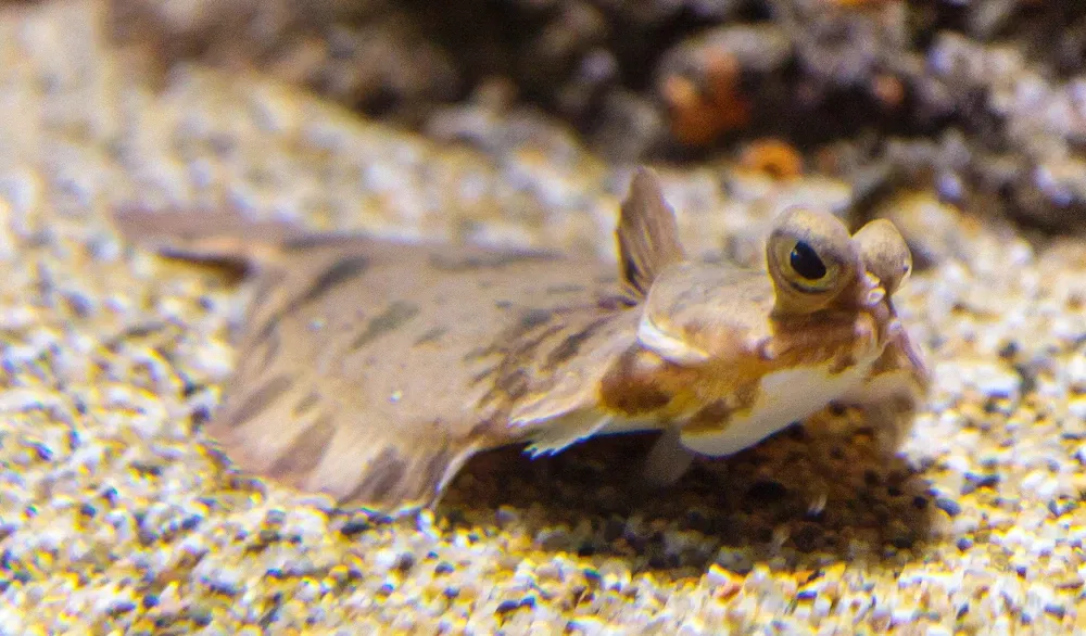 Acuario de la bahía de Monterey