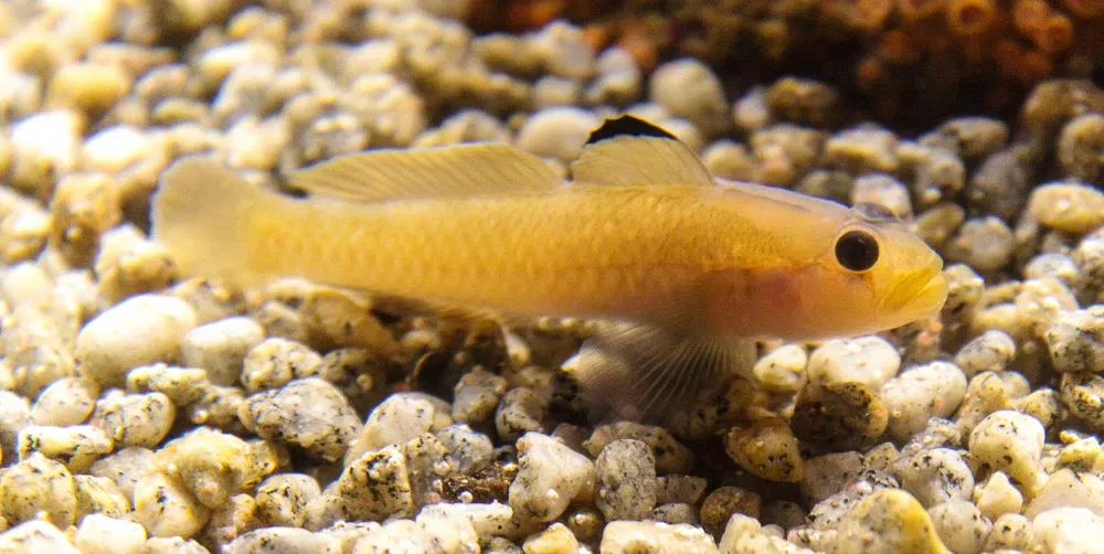 Acuario de la bahía de Monterey