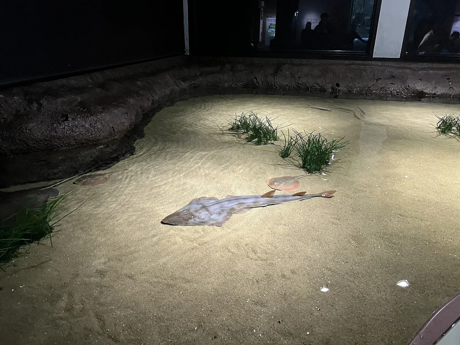 Acuario de la bahía de Monterey