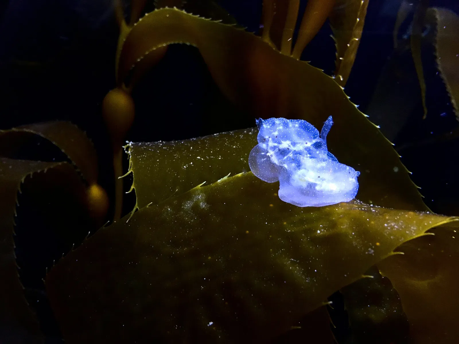Acuario de la bahía de Monterey
