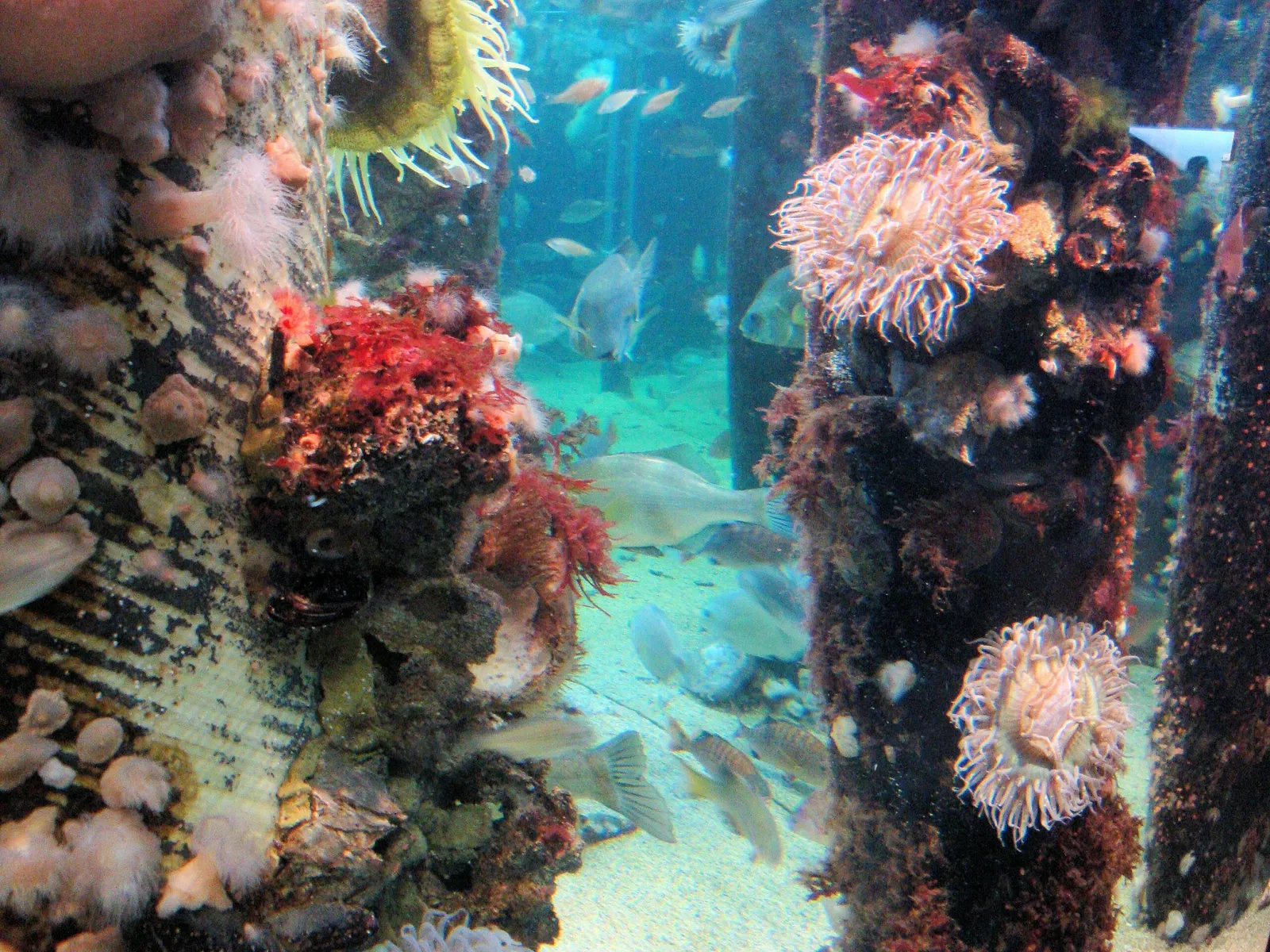 Acuario de la bahía de Monterey