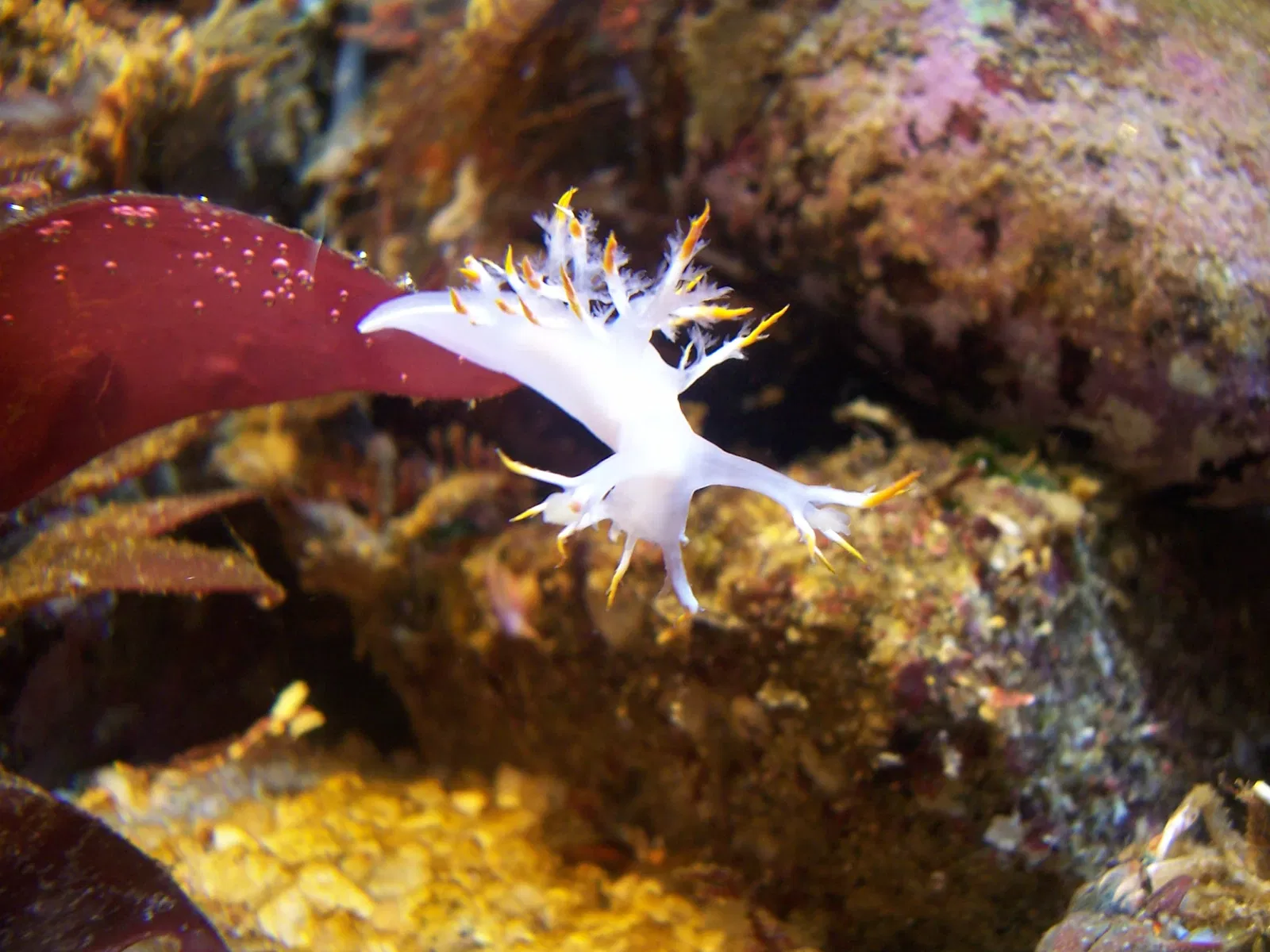 Acuario de la bahía de Monterey