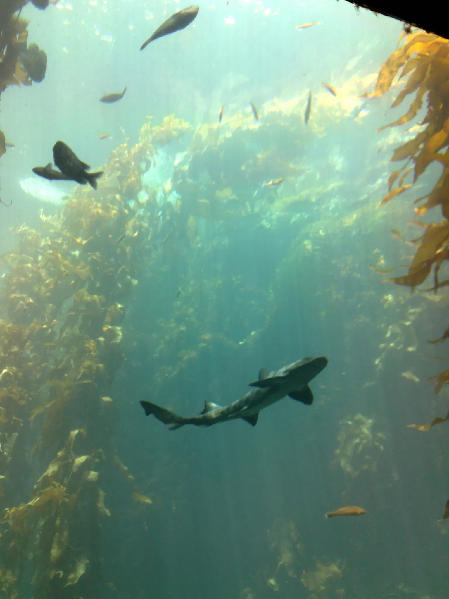 Acuario de la bahía de Monterey
